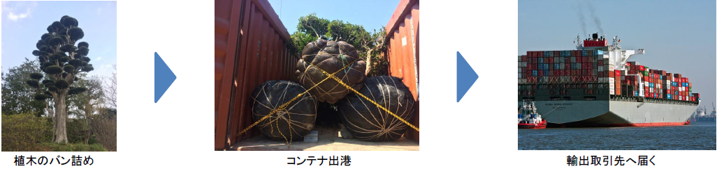 植木・盆栽の輸出